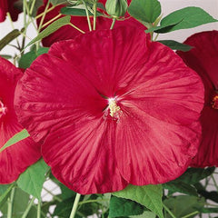 Hibiscus Luna Red