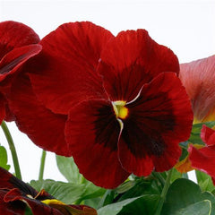 Pansy Grandio Red w/ Blotch PRIMAX