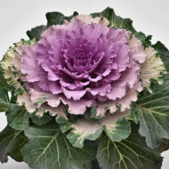 Ornamental Cabbage Osaka iQ Pink