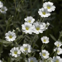 Cerastium Snow-in-Summer