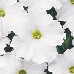 Petunia Dreams White