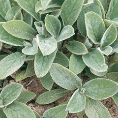 Stachys Lamb's Ear