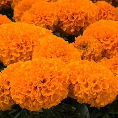 Marigold Marvel II Orange CT