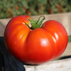 Tomato Better Boy Plus