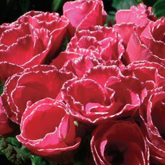 Primula Primlet Rose w/Edge