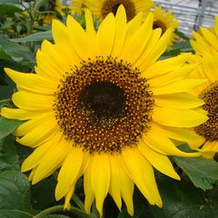 Sunflower Choco Sun