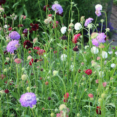Scabiosa QIS Mixture