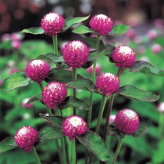 Gomphrena Audray Rose Bicolor