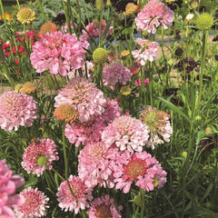 Scabiosa QIS Salmon-Pink