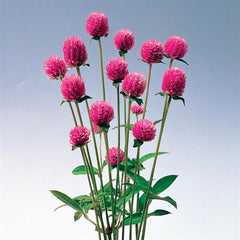 Gomphrena Audray Pink