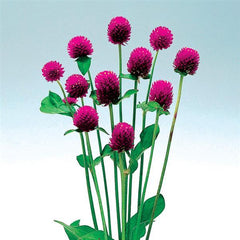 Gomphrena Audray Purple Red