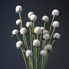 Gomphrena Audray White
