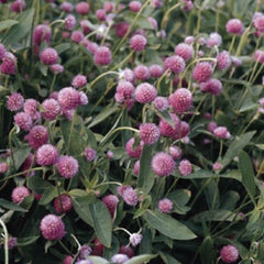 Gomphrena QIS Lilac