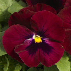 Pansy Grandio Rose w/Blotch PRIMAX