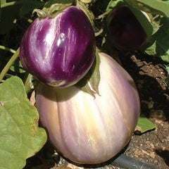Eggplant Rosa Bianca