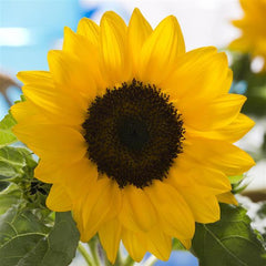 Sunflower Smiley