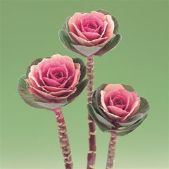 Ornamental Kale Crane Pink