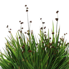 ColorGrass Juncus Starhead MPLT