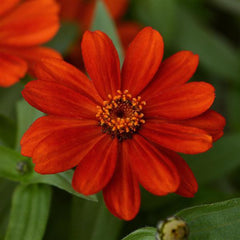Zinnia Zahara Red