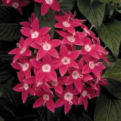 Pentas Graffiti Rose PLT