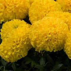 Marigold Marvel II Yellow CT