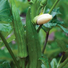 Okra Clemson Spineless