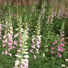 Digitalis Excelsior Hybrids