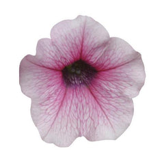Petunia Shock Wave Pink Vein PLT.