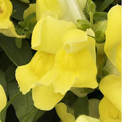 Snapdragon Candy Showers Yellow