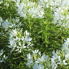 Cleome Sparkler 2.0 White