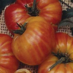 Tomato Old German