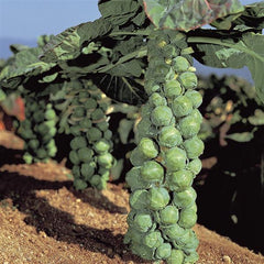 Brussel Sprouts Jade Cross