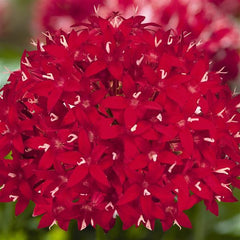 Pentas Graffiti Red Velvet PLT