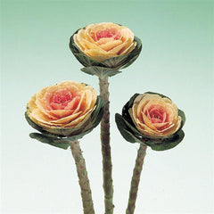 Ornamental Kale Crane White