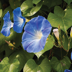 Ipomoea Clarke's Heavenly Blue