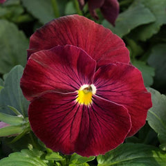 Pansy Grandio Clear Rose PRIMAX
