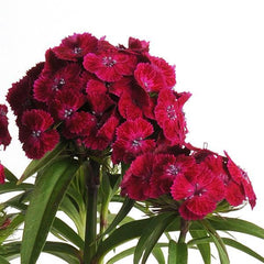 Dianthus Dash Violet PLT