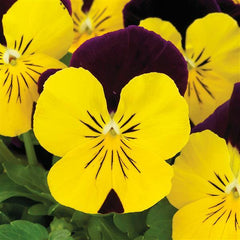 Viola ColorMax Yellow Jump Up  Primax