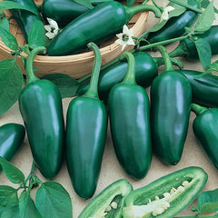 Pepper Hot Jalapeno M