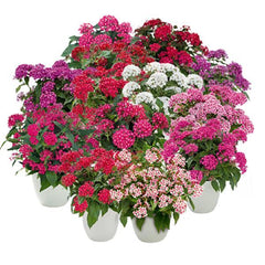 Pentas Graffiti Maxi Mix PLT