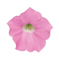Petunia Shock Wave Pink Shades PLT.