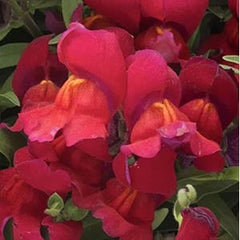 Snapdragon Candy Showers Red