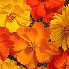 Cosmos Bright Lights Mix