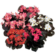 Begonia Senator iQ Mix PLT