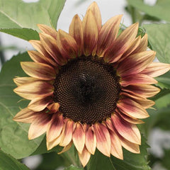 Sunflower ProCut Plum Bicolor TRT