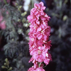 Larkspur Imperial Carmine King