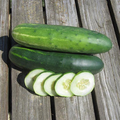 Cucumber Marketmore 76
