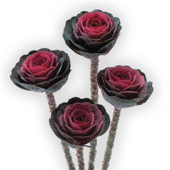 Ornamental Kale Crane Red