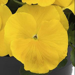 Pansy Grandio Clear Golden PRIMAX