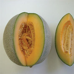 Cantaloupe Hales Best Jumbo